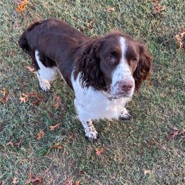 Madi - English Springer Spaniel