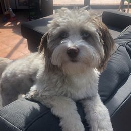 Aussiedoodle Puppies from Brambleberry Doodles