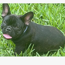 French Bulldog Puppies from Debbie Beck