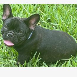 French Bulldog Puppies from Debbie Beck