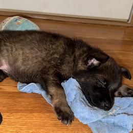 German Shepherd Puppies from Legacy K9’s