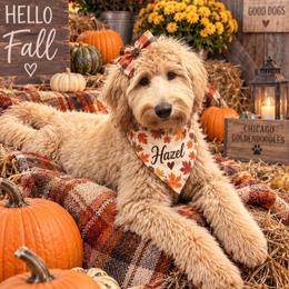 Hazel  looking for a guardian home - Cream female Goldendoodle puppy in Aurora, Illinois from Chicago Goldendoodles