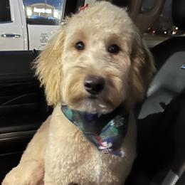 Aussiedoodles, Goldendoodles, Labradoodles, and Poodles from Magnolia State Poodles and Doodles