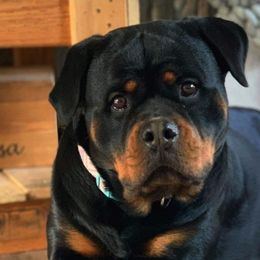 Rottweilers from Luckyrottweiler Kennels