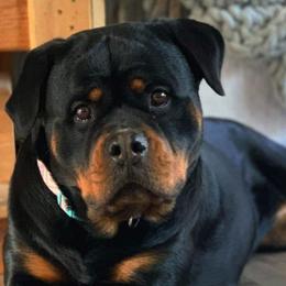 Rottweilers from Luckyrottweiler Kennels
