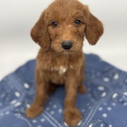 Beatrice - Red  female Goldendoodle puppy in Smithfield, Kentucky from KBK9 Kennels