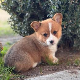 Nash - Red male Pembroke Welsh Corgi puppy in Beggs, Oklahoma from Blue Diamond Corgi’s
