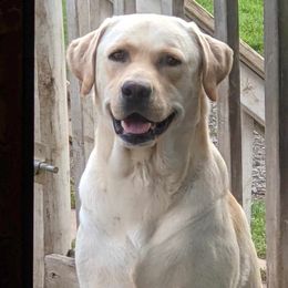 Gus - Labrador Retriever