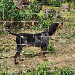 Fortuna - Bluetick Coonhound