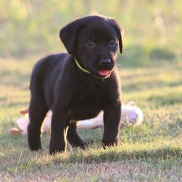 Girl 1st pick Green - Black female Labrador Retriever puppy in Four Oaks, North Carolina from TLC Retrievers