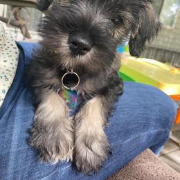 Miniature Schnauzer All Grown Up from Allen Fam Mini Schnauzers