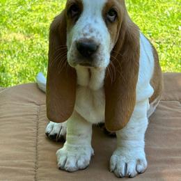 Dottie - Red and white female Basset Hound puppy in Versailles, Indiana from Bedrock Basset Hounds