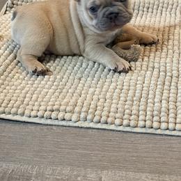French Bulldog Puppies from Foster Lake Frenchies