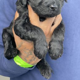 Labradoodle Puppies from Koko's Klub