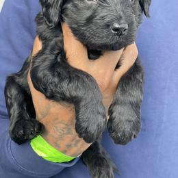 Labradoodle Puppies from Koko's Klub