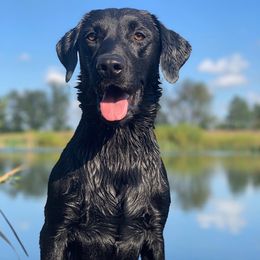 Labrador Retriever All Grown Up from Southern Oak Kennels - North