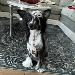 Kaia - Chinese Crested