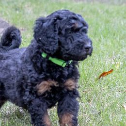 Crumpet - Black Bernedoodle puppy in Columbus, Georgia from Woofington Place Doodles