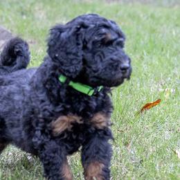 Crumpet - Black Bernedoodle puppy in Columbus, Georgia from Woofington Place Doodles