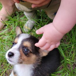 Pembroke Welsh Corgi Puppies from Shaleigh's Pembroke Welsh Corgis