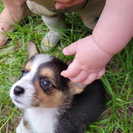 Pembroke Welsh Corgi Puppies from Shaleigh's Pembroke Welsh Corgis