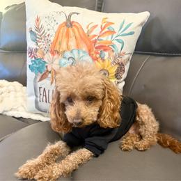 Maltipoo puppies from Wonderfully Made Poodles & Doodles