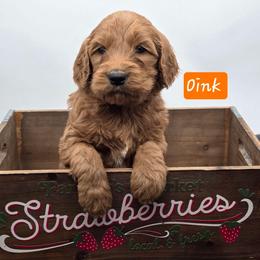 Oink - Red  male Goldendoodle puppy in Neillsville, Wisconsin from Granton Creek