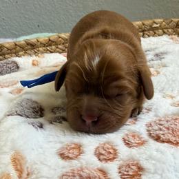 Hirono - Ruby male Cavalier King Charles Spaniel puppy in Fontana, California from Magical Cavaliers