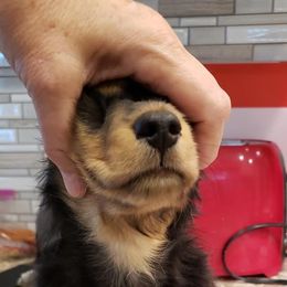 Dachshund Puppies from Aviator's Dachshunds