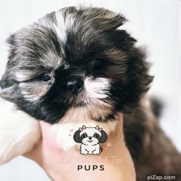 Doni - Tricolor male Shih Tzu puppy in Walkertown, North Carolina from Lil’ Bit’s Shih Tzu