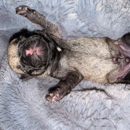 Marshall - Fawn male Pug puppy in Smiths Station, Alabama from Masters Pugs