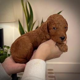Gray Collar Male - Red  male Poodle puppy in Modesto, California from Dry Creek Poodles