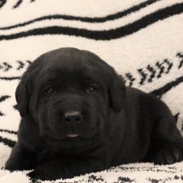 Ivy - Black female Labrador Retriever puppy in Camden, Indiana from Camden's Caring Canines
