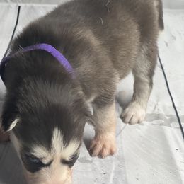 Girl 3 - Siberian Husky puppy in Michigan from DkG kennel LLC.