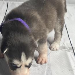Girl 3 - Siberian Husky puppy in Michigan from DkG kennel LLC.