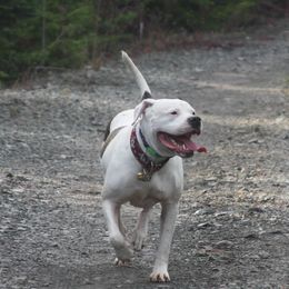 Vivid - American Bulldog