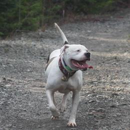 Vivid - American Bulldog
