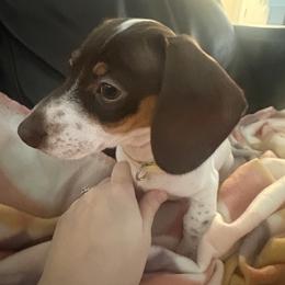 Dachshund Puppies from Treasure Valley Dachshunds