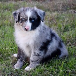 Cashew - Blue merle male Miniature Australian Shepherd puppy in Evant, Texas from Lazy VT Bar Ranch