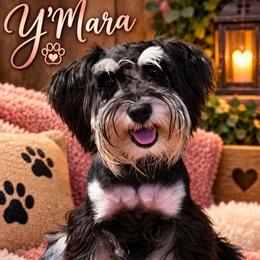 Y'Mara - Miniature Schnauzer