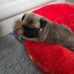 Boy 1 - Fawn male Pug puppy in Gaffney, South Carolina from Sunset Farms