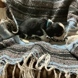 Star - Tri-color female Cavalier King Charles Spaniel puppy in Bullhead City, Arizona from Country Candy Cavaliers