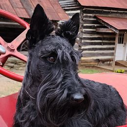 Greyson - Scottish Terrier
