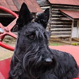 Greyson - Scottish Terrier