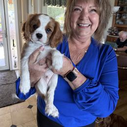 Cavalier King Charles Spaniel Puppies from Crosby's Cavaliers