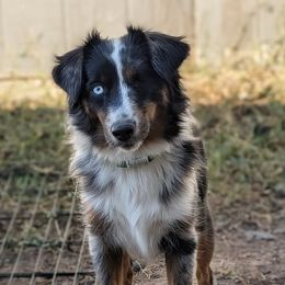 Kiwi - Blue merle female Toy Australian Shepherd puppy in Brenham, Texas from Stone N Rose Kennels