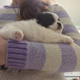 Pomeranian Puppies from Serena's Poms