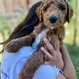 Eric - Blue - Poodle puppy in Sacramento, California from Creme de la Creme Standard Poodles