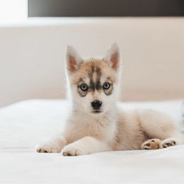 Bentley - Gray and white male Siberian Husky puppy in Front Royal, Virginia from North River Siberians