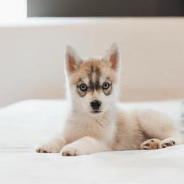 Bentley - Gray and white male Siberian Husky puppy in Front Royal, Virginia from North River Siberians